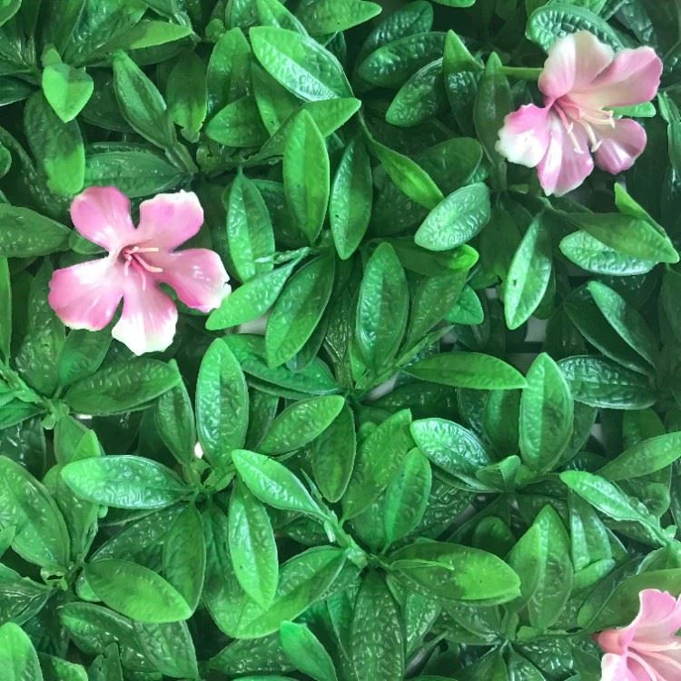 Artificial Plant Wall - Osmanthus (4)